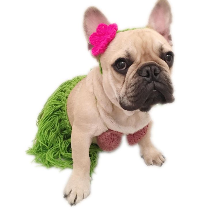 a small dog with a pink bow sitting on top of green carpeted rugs