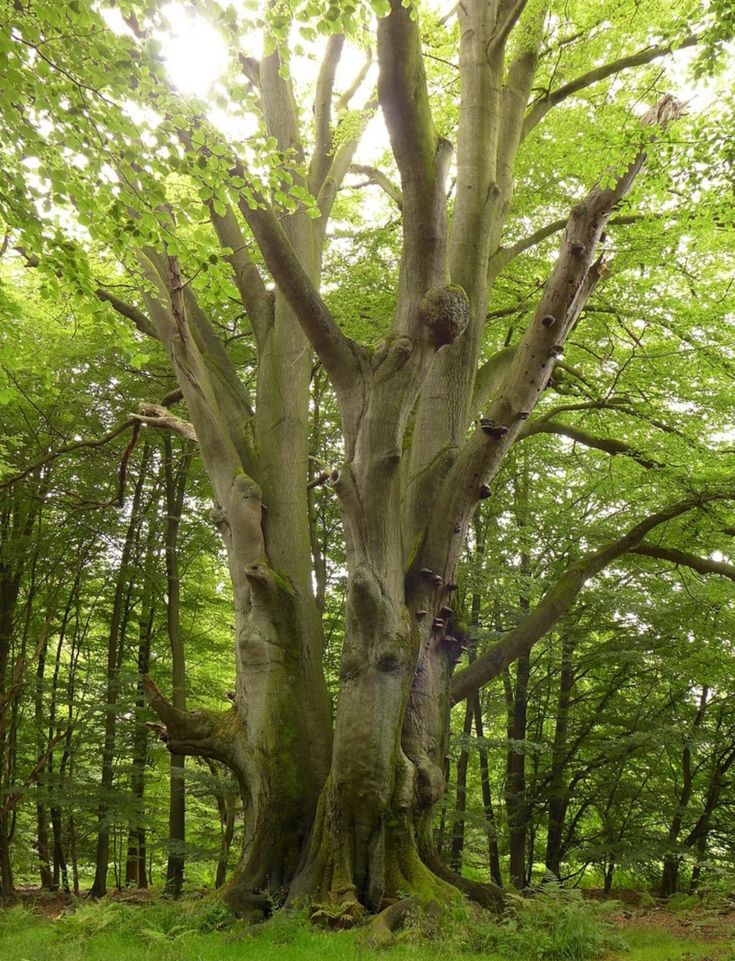 a large tree in the middle of a forest with lots of green leaves on it