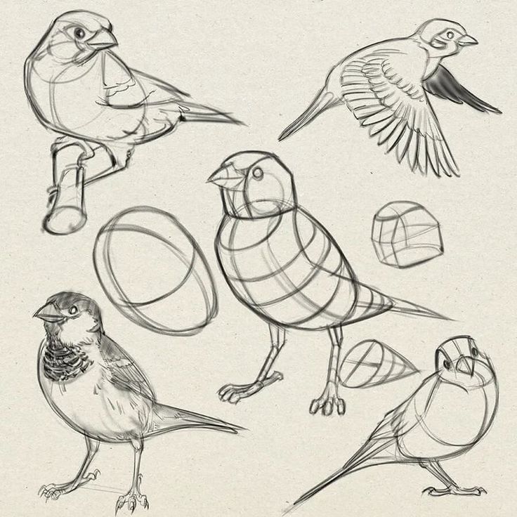 several birds are shown in this drawing