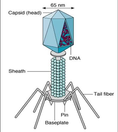 the structure of a spider is shown in this diagram, and shows how it's attached