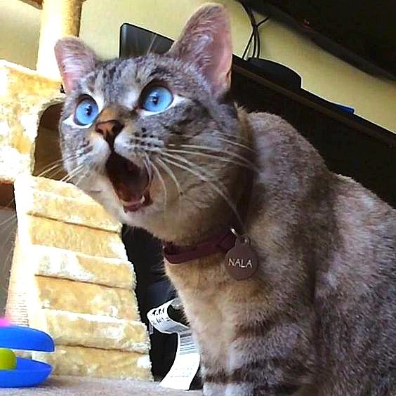 a cat with its mouth open standing on a table