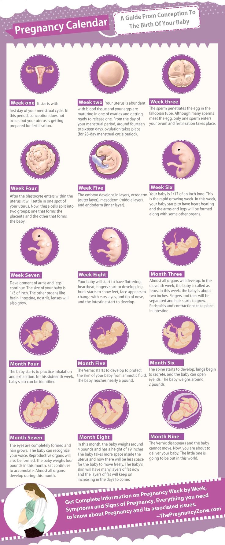 Baby timeline 5 Weeks Pregnant, Pregnancy Timeline, Pregnancy Facts, Pregnancy Calendar, Pregnancy Info, Baby Stage, Baby Planning, Pregnancy Health, Baby Prep