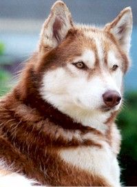 a close up of a dog laying on the ground with its eyes closed and head turned to the side