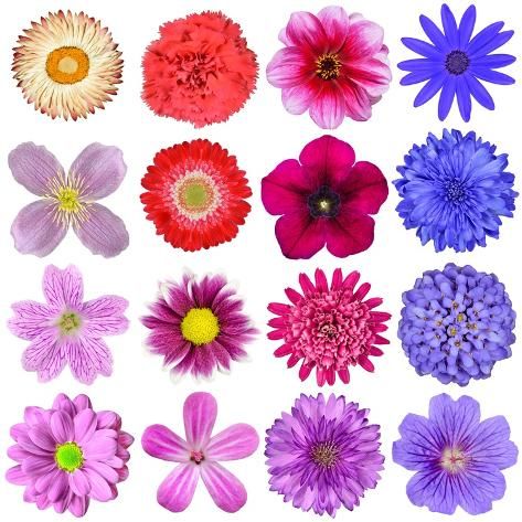 many different colored flowers on a white background