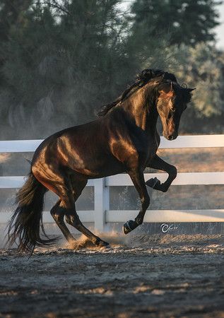 a horse is galloping in an enclosed area