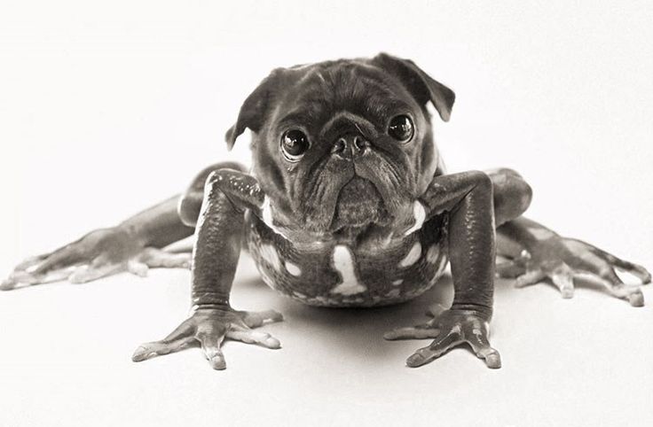 a black and white photo of a dog sitting on the ground with its legs spread out