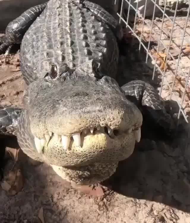 an alligator is laying on the ground in front of a caged area with it's mouth open