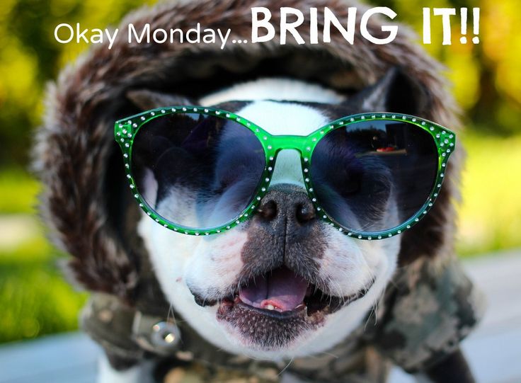 a dog wearing sunglasses and a hat with the words, okay monday bring it