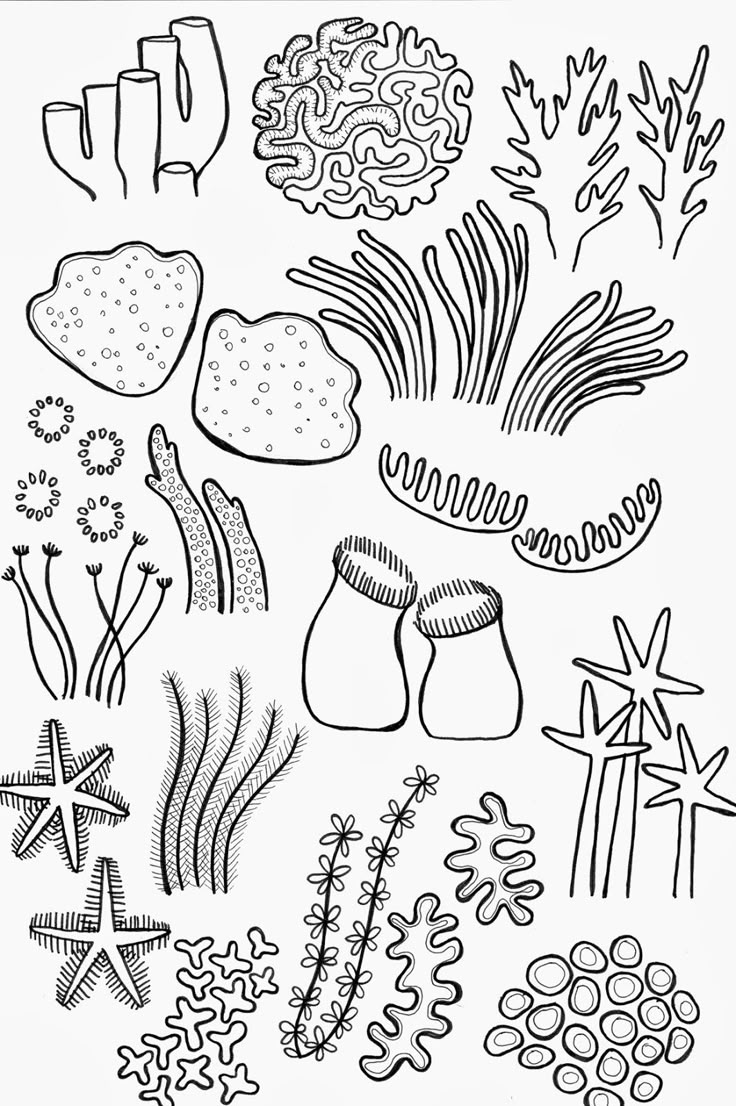 a black and white drawing of seaweed, starfish, and other marine life