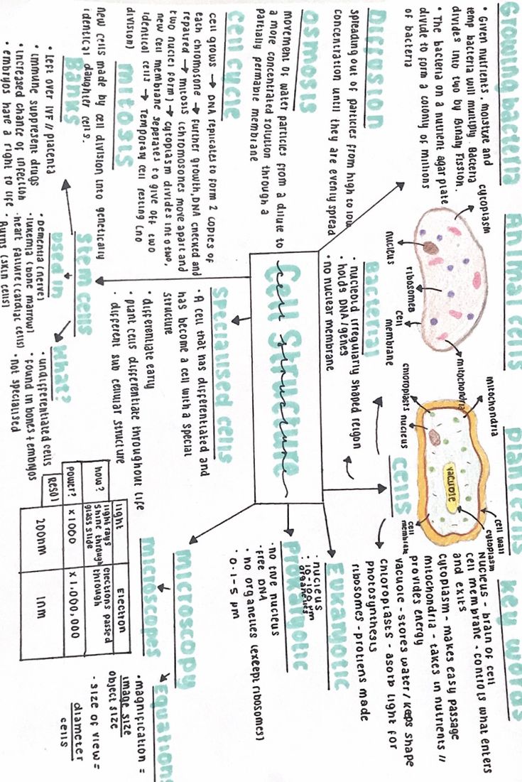 the diagram for an animal cell is shown in this handout from a student's notebook