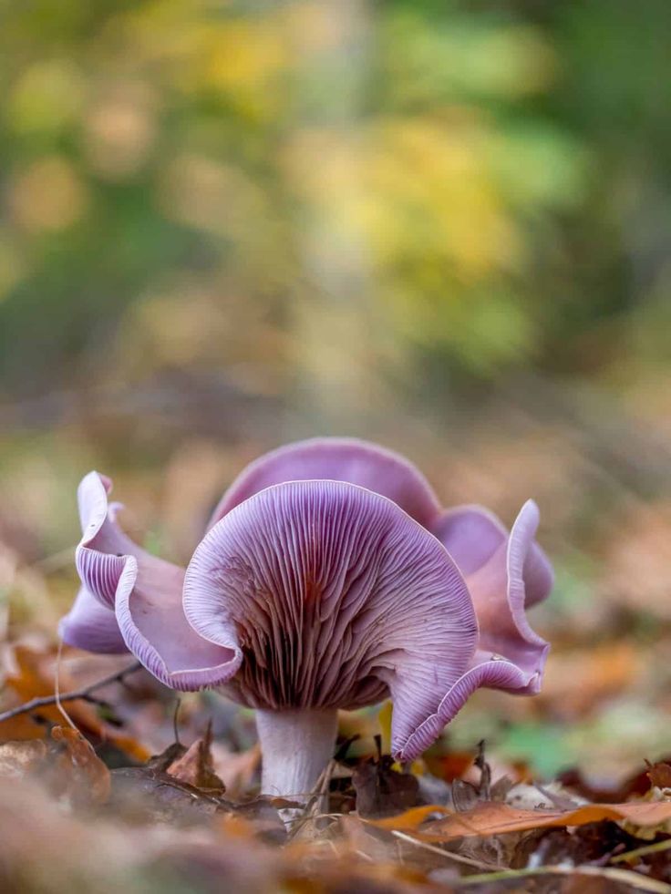 a purple mushroom growing in the middle of leaves on the ground with trees in the background