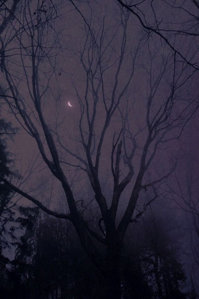 the moon is shining through the foggy trees