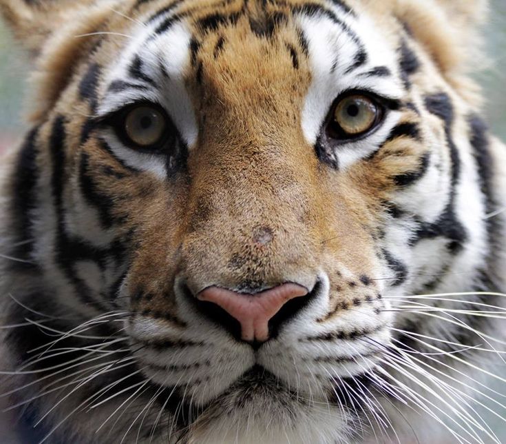 a close up of a tiger's face looking at the camera