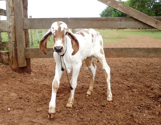 a baby goat standing in the dirt near a fence