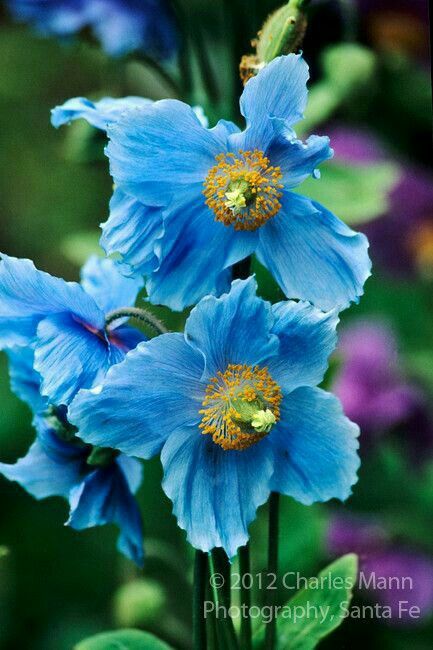 three blue flowers with green leaves in the background