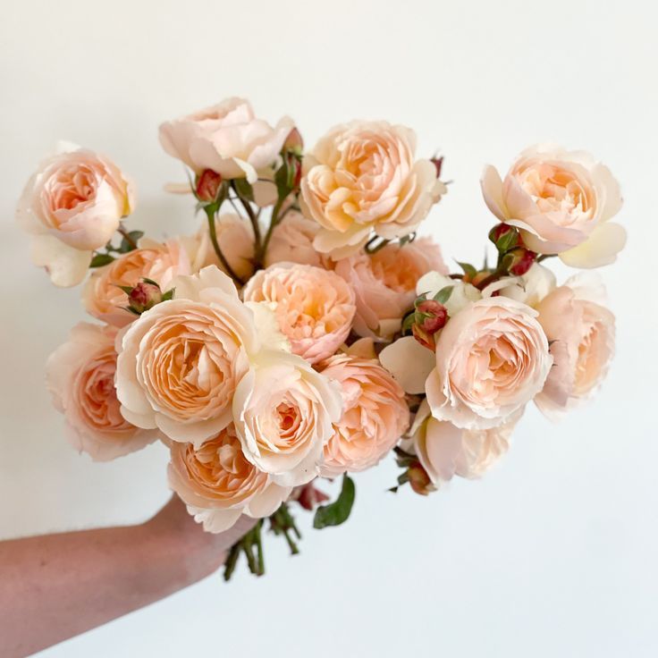 Grace Rose Farm Fresh Cut Garden Roses Floral Gardeners Wedding Florals Seasonal Flowers California Grown Peach Garden Rose, Peach Garden, Rose Farm, Grace Rose, Rose Nursery, Fragrant Garden, Rose Care, Spring Roses, Rose Peach