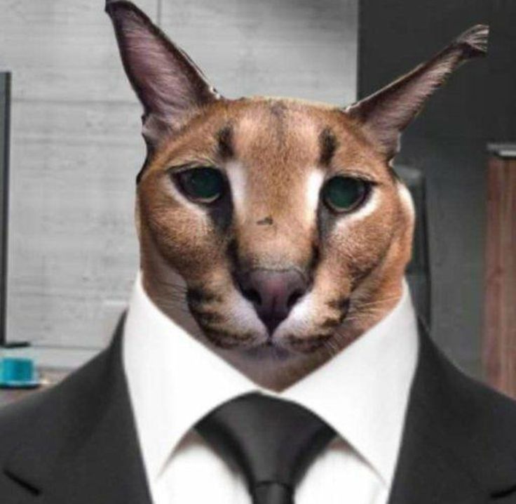 a cat wearing a suit and tie with the caption, i don't know what this is