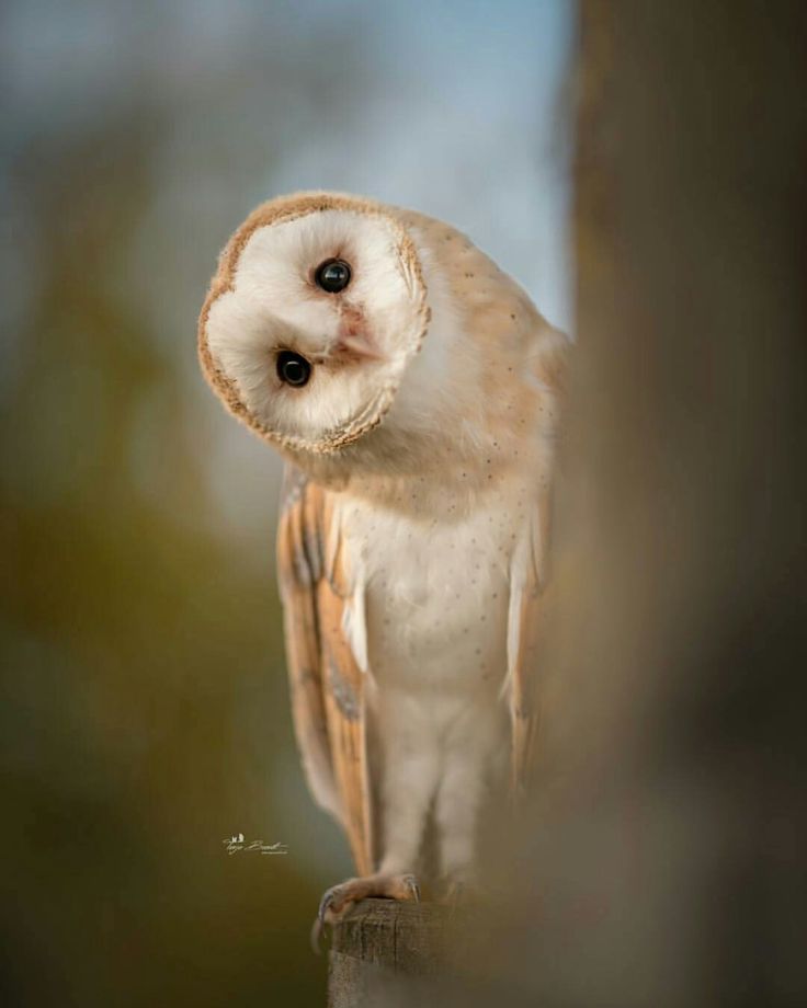 an owl sitting on top of a tree branch