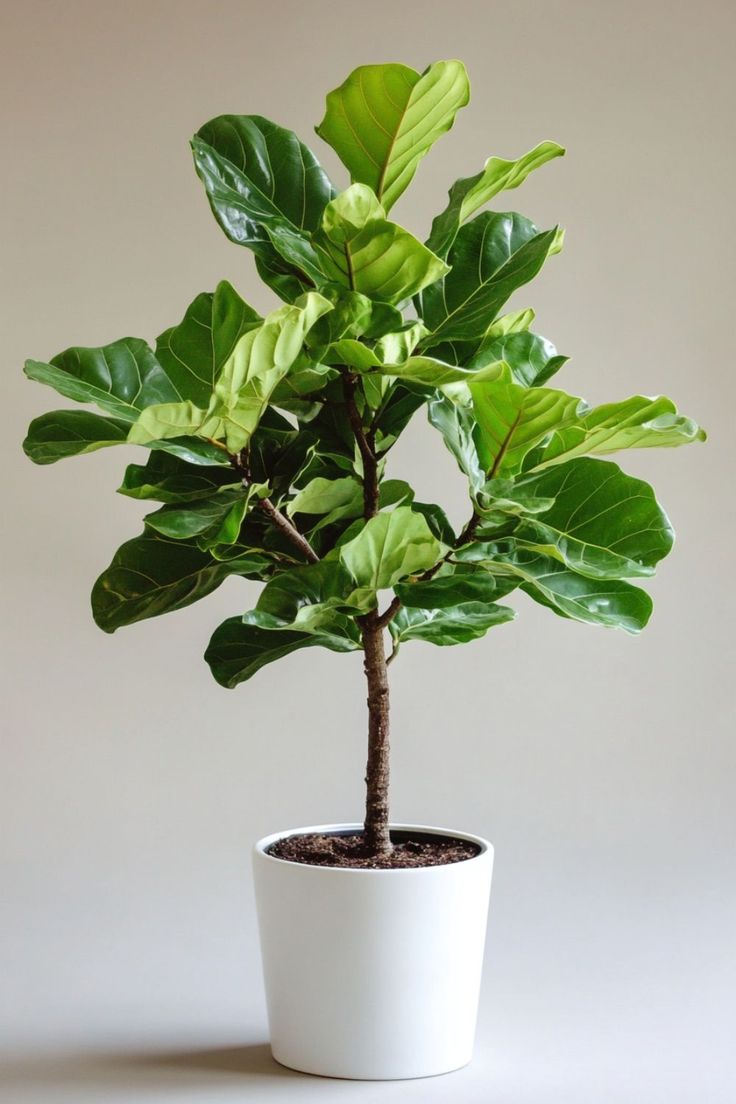 a potted plant with large green leaves