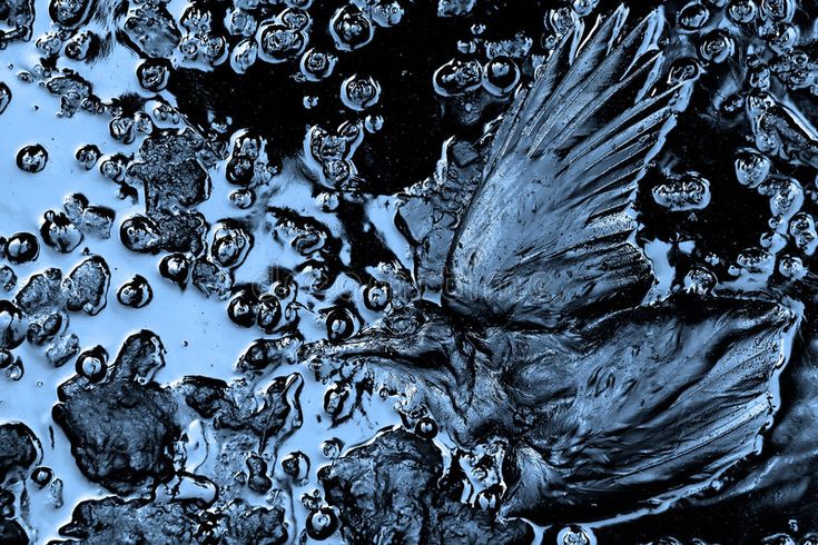 a bird is sitting in the middle of some water bubbles and drops on it's body