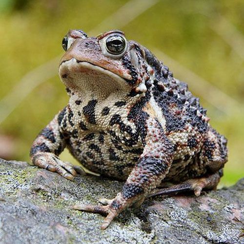 a frog sitting on top of a rock