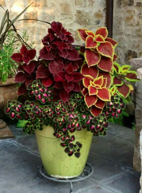 a potted plant with red and yellow flowers sitting on a stone patio next to a brick wall