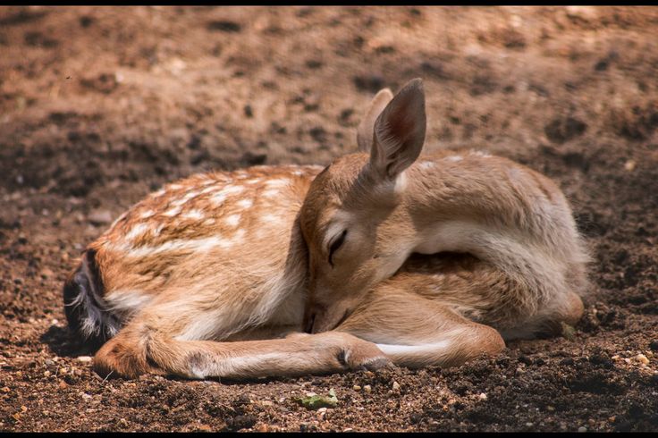 a small deer laying down in the dirt