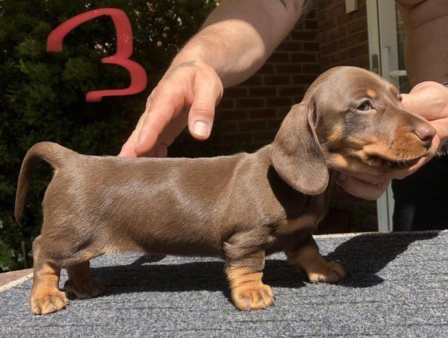 a small brown dog standing on top of a roof next to a person's hand