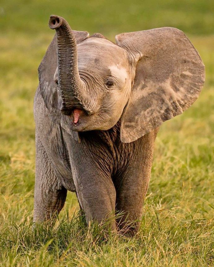 an elephant is standing in the grass with its trunk up and it's mouth wide open