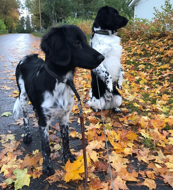 two black and white dogs standing on top of leaves next to a road with a house in the background