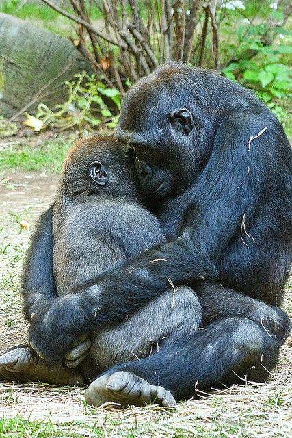 a mother gorilla hugging her baby in the grass