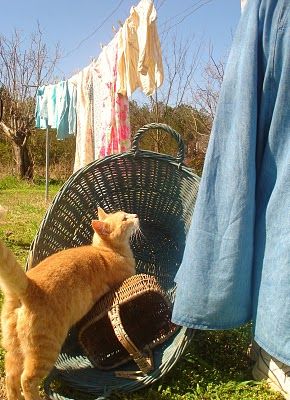 an orange cat standing on its hind legs in front of a laundry hammock