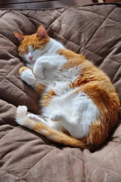 an orange and white cat laying on top of a brown comforter with its paws in the air