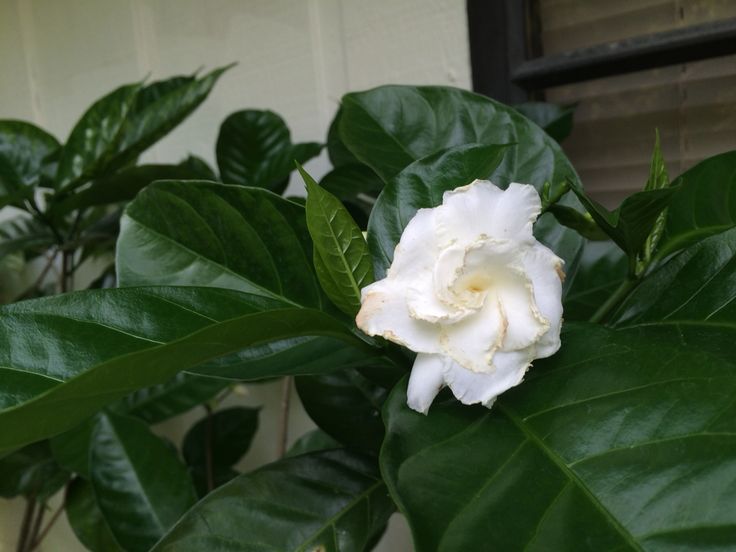 a large white flower sitting on top of a lush green leafy plant next to a window