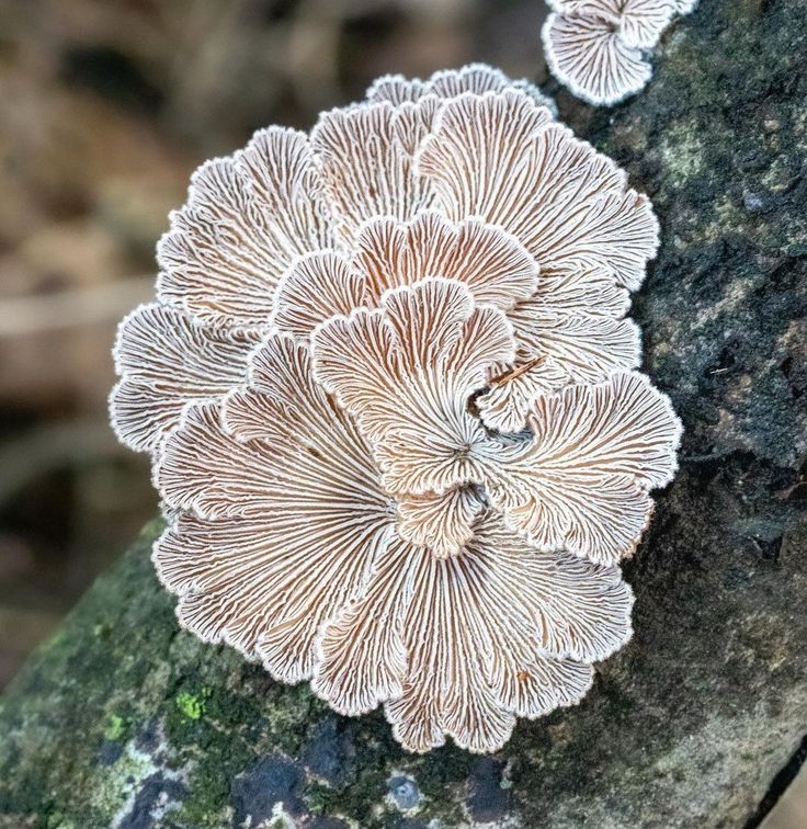 mushrooms growing on the bark of a tree