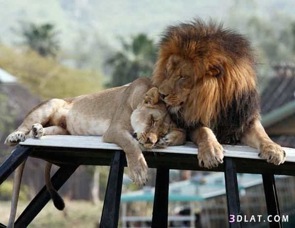 a lion and her cub are resting on a table