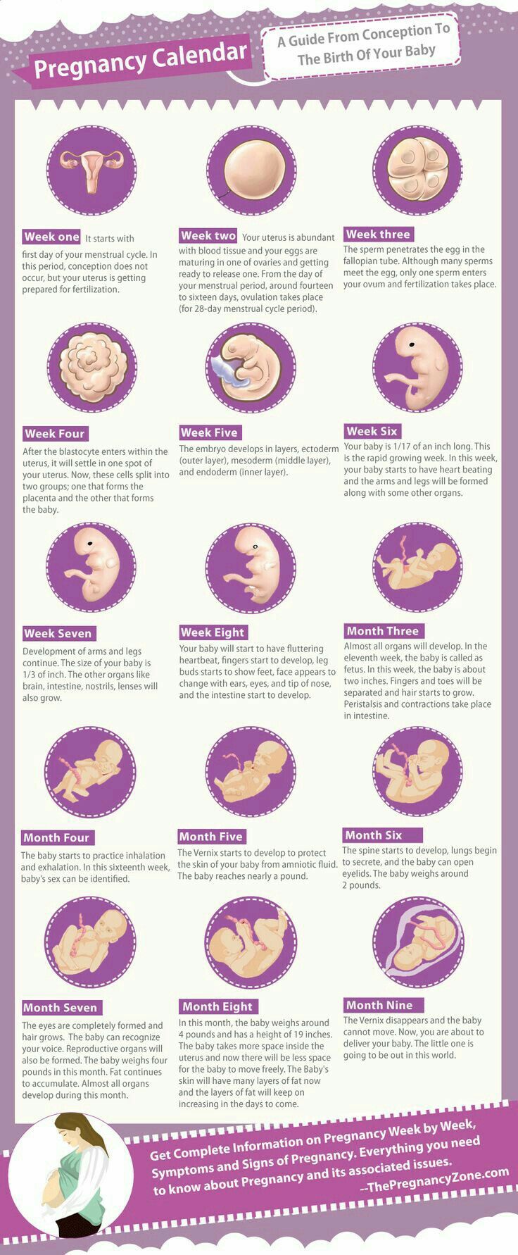 Pregnancy calendar 5 Weeks Pregnant, Pregnancy Timeline, Pregnancy Facts, Pregnancy Calendar, Pregnancy Info, Pregnancy Guide, Baby Stage, Baby Planning, Pregnancy Health