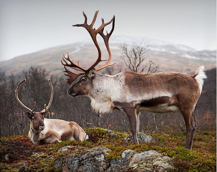 two deer standing next to each other on top of a hill