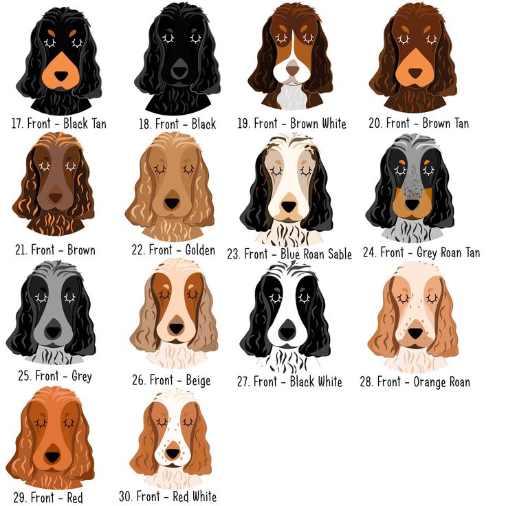 an illustrated guide to the different breeds of dogs