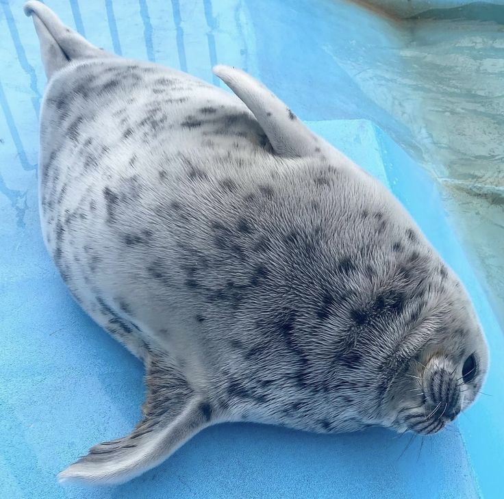 a grey seal laying on top of a blue surface