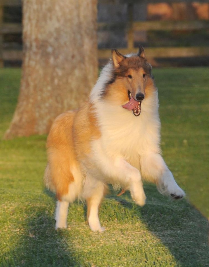 a brown and white dog is running in the grass