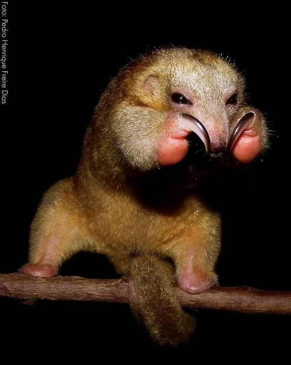 a small animal sitting on top of a tree branch with its mouth open and tongue out