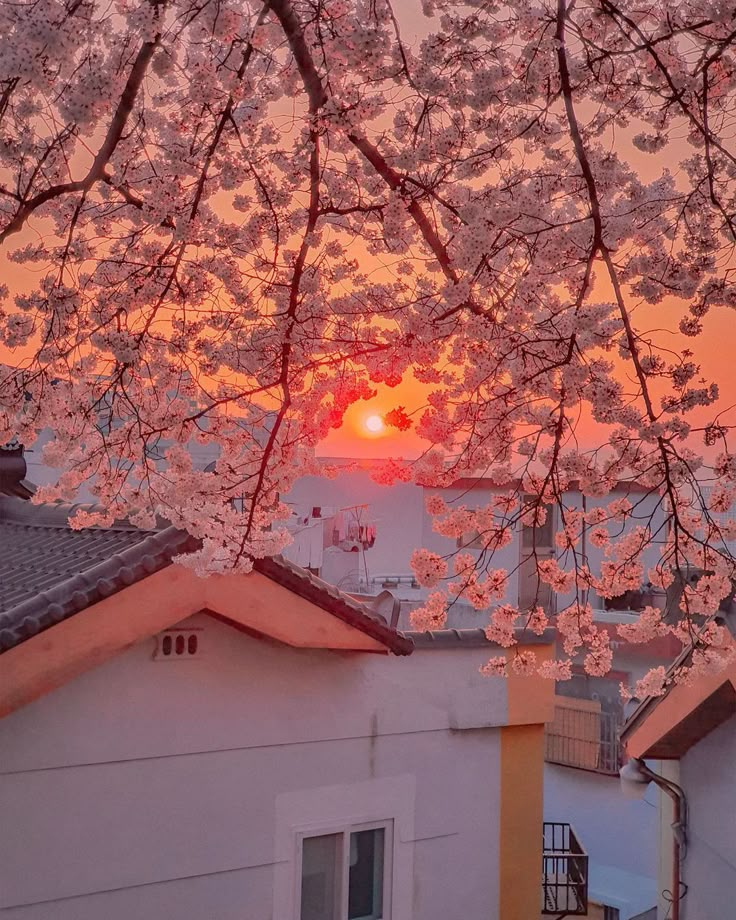 the sun is setting behind some cherry blossom trees