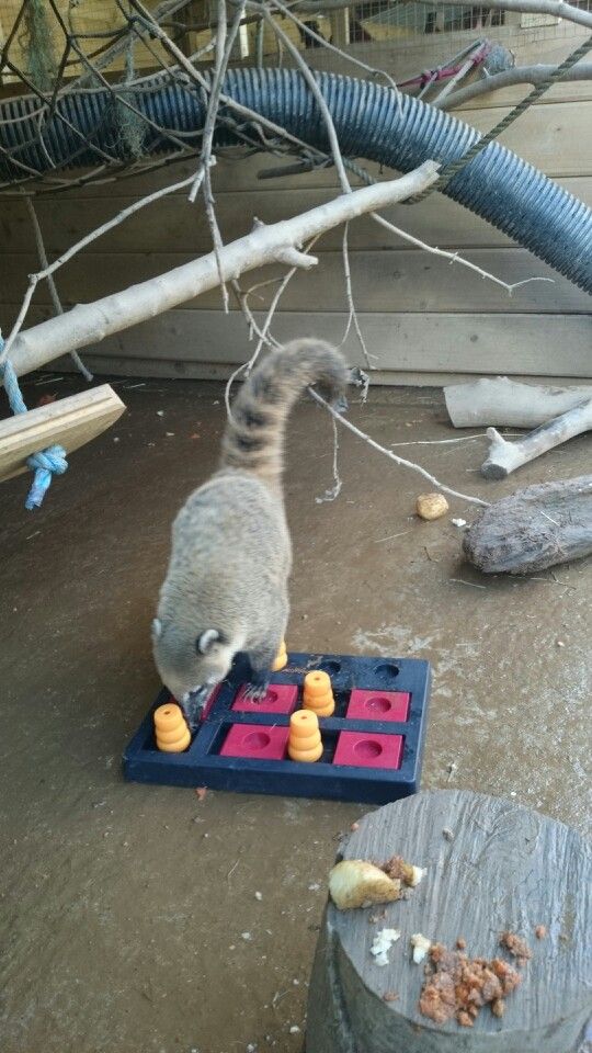 a raccoon playing with an abacus toy in the middle of a yard