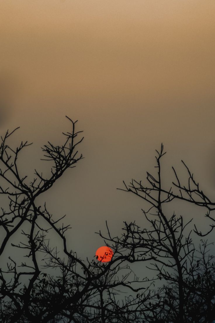 the sun is setting behind some trees in front of an overcast sky with no clouds