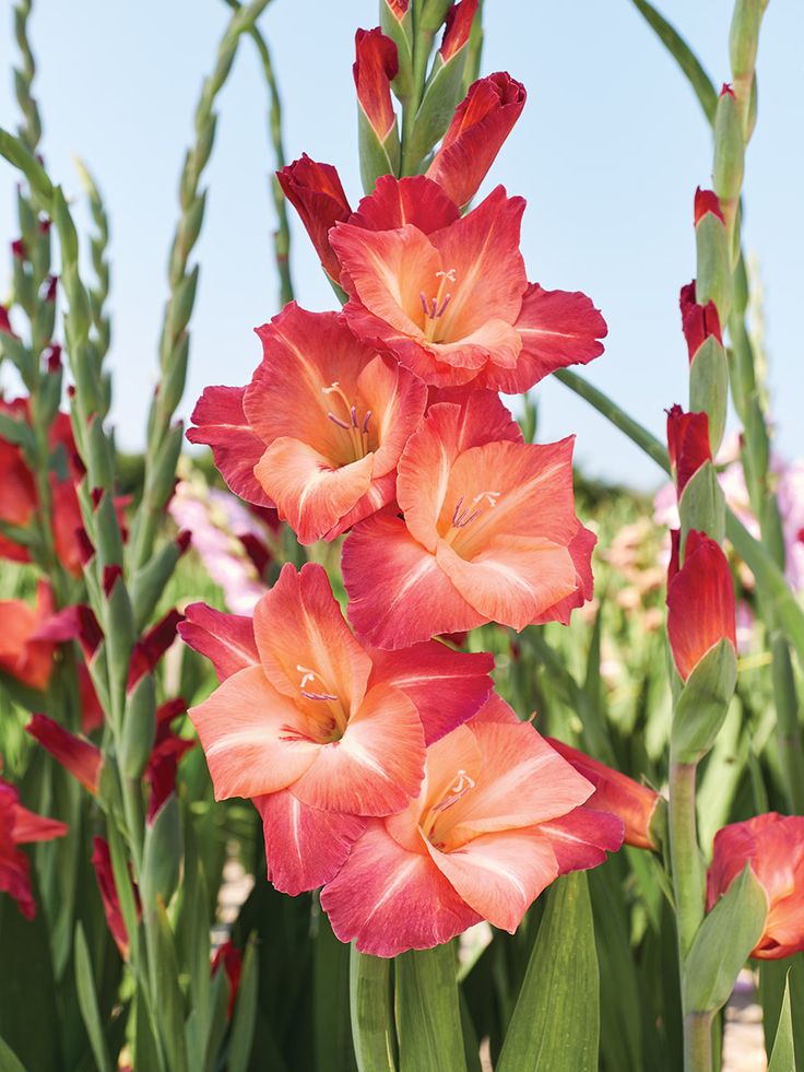 red and orange flowers are blooming in a field with tall green stems against a blue sky