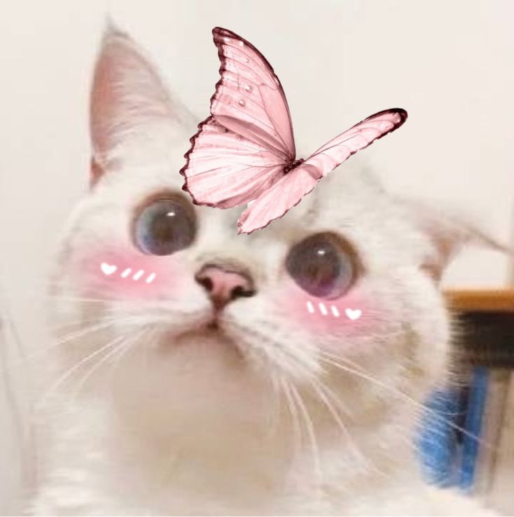 a white cat with a pink butterfly on it's head looking at the camera