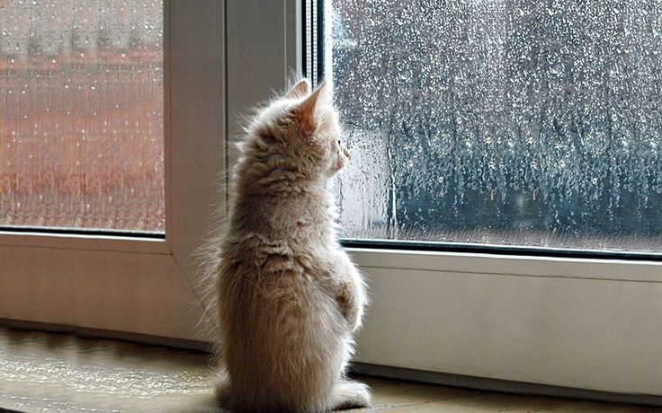 a cat sitting on the ground looking out a window with rain coming down it's side