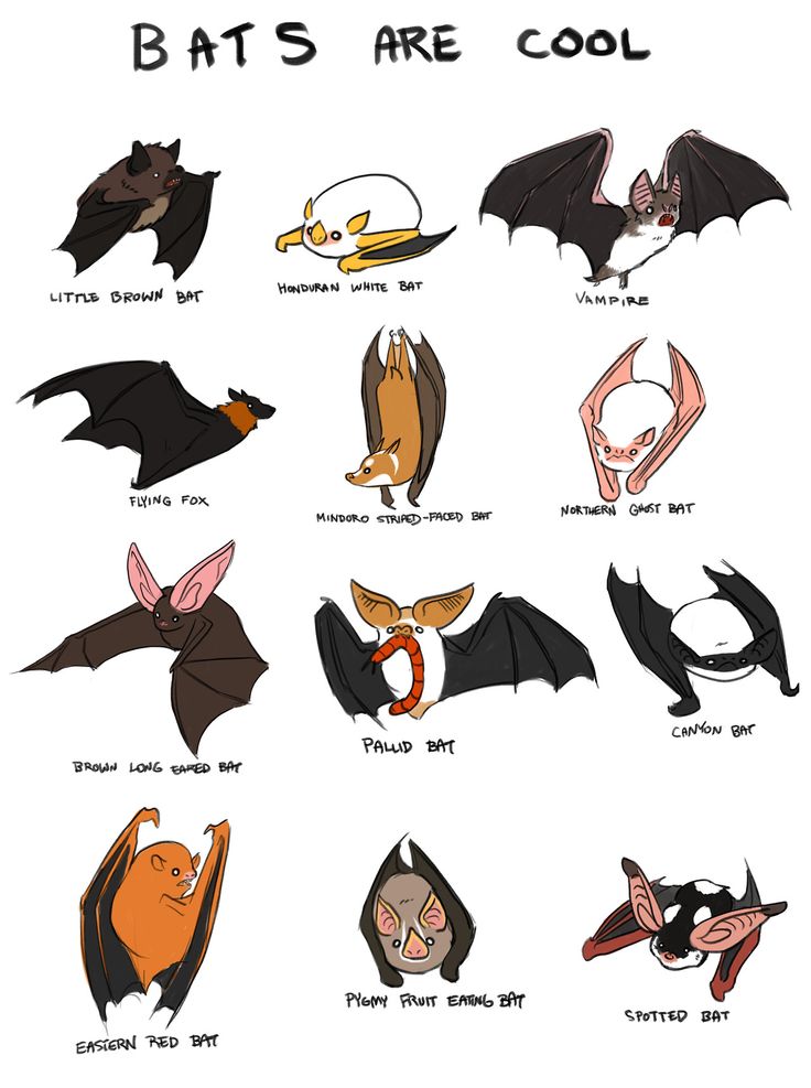 an image of bat's are cool poster with different types of bats on it