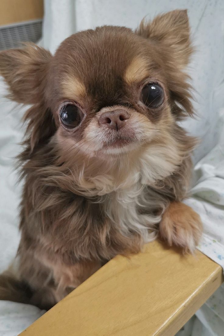 a small brown dog sitting on top of a bed